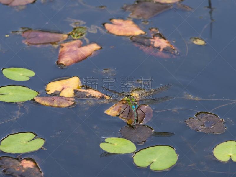 蜻蜓,卵,贝清真寺,southern hawker dragonfly,水景花园,池塘生物,豆娘,水蛙,动物交配,水平画幅