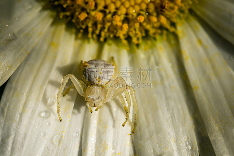 蟹蛛 白色 仅一朵花 水平画幅 无人 雨滴 蜘蛛 南非 花粉 大特写图片素材下载 稿定素材 蟹蛛 白色 仅一朵花 水平画幅 无人 雨滴 蜘蛛 南非 花粉 大特写图片素材下载 稿定素材