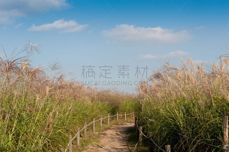 潘帕斯大草原,eel grass,枝繁叶茂,夏天,沼泽,湖,草,芒草,山脊,彩色图片