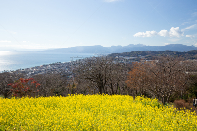 日本,油菜花,田地,自然,哈拉帕,水平画幅,山,可爱的,无人,3到4个月