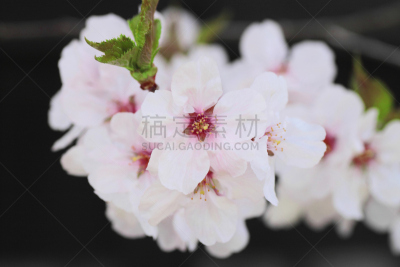 樱花,角馆,自然,水平画幅,樱桃,无人,日本,有机食品,科学,江户时代
