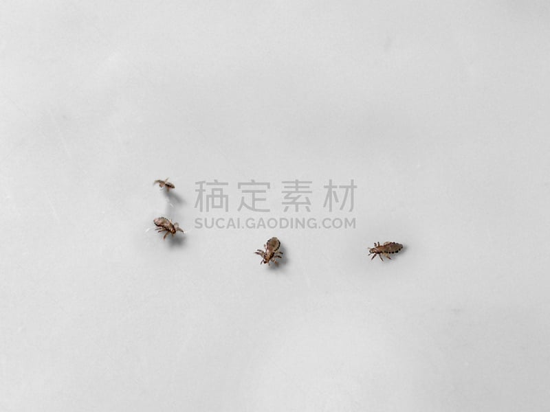 头虱,自然,无脊椎动物,水平画幅,阴虱,虱子,人,动物,昆虫,寄生的