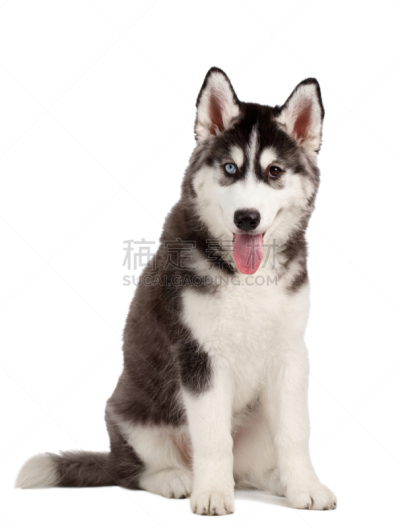 小狗,白色,西伯利亚哈士奇犬,垂直画幅,美,纯种犬,可爱的,家畜,白色背景,肖像