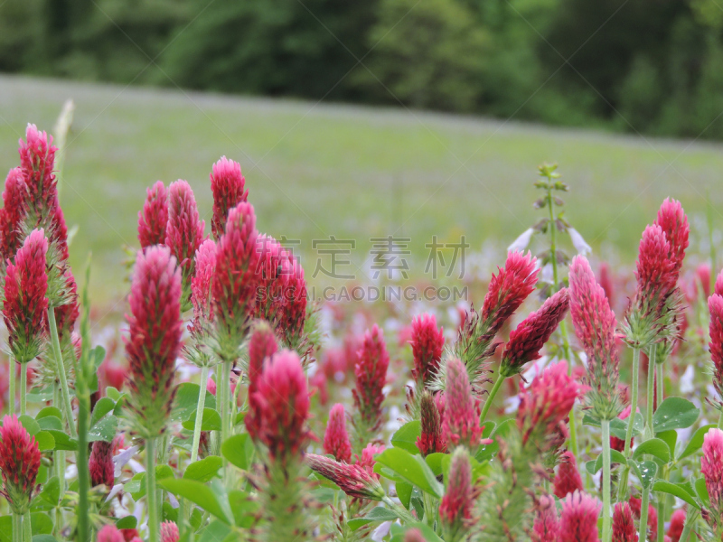 绛车轴草,特写,钓钟柳,毛地黄,红色,水平画幅,绿色,无人,大特写,摄影