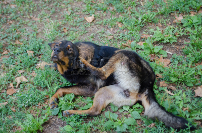 街道,狗,犬蚤,跳蚤,宠物收养,骄纵宠物,杂种狗,褐色,悲痛