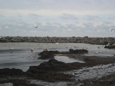 2002,韦兰运河,海藻灰,石勒苏益格-荷尔斯泰因,水平画幅,秋天,无人,德国,摄影,种植