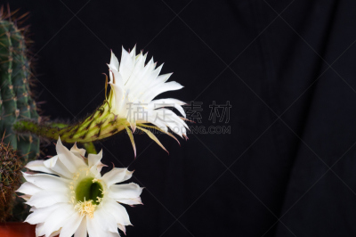 仙人掌,桶仙人掌,芳香的,下水塞,装管,荆棘,尖利,夏天,干的,室内植物