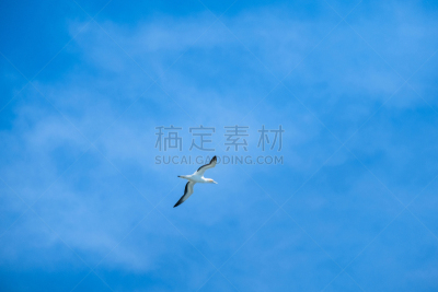 鸟类,海洋,澳洲鲣鸟,在上面,天空,云景,自由,野生动物,云,斗篷