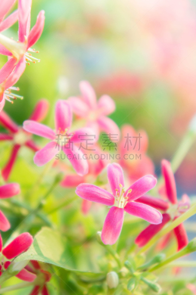 忍冬,攀缘植物,水手,花朵,仰光,粉色,箭木,浅的,热带鸟,喝醉的