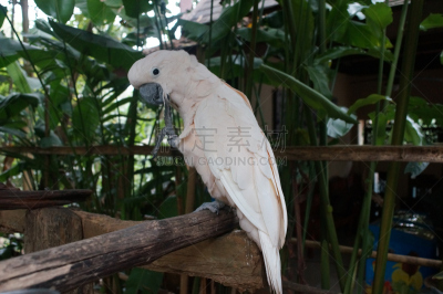 白色,枝,美冠鹦鹉,羽毛,热带鸟,美,水平画幅,鸟类,动物身体部位,偏远的
