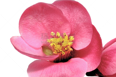 茶花,皱皮木瓜,日本,温柏,花朵,水平画幅,无人,玫瑰,特写,红色