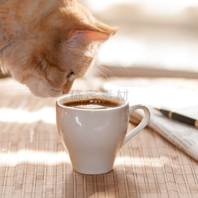 猫,马克杯,红辣椒,黑咖啡,看,咖啡糖和可可粉交易,无人,喷泉,特写,文档