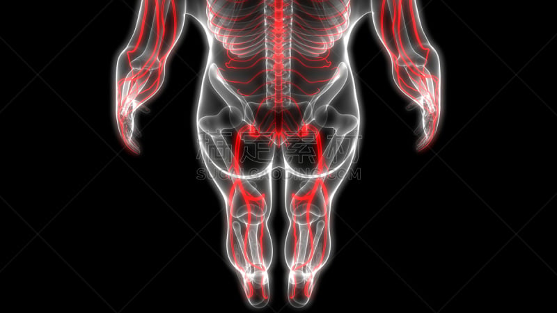 Human Skeleton System with Nervous System Anatomy