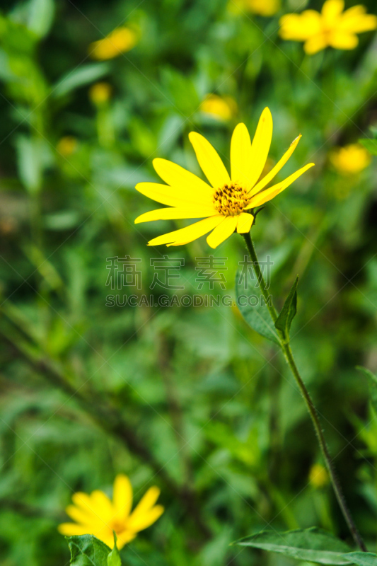 洋姜,垂直画幅,非都市风光,无人,夏天,户外,自然,植物,黄色,雏菊族