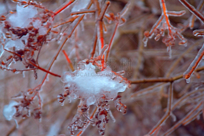 冰雪风暴,山茱萸,自然,寒冷,水平画幅,无人,散焦,户外,冰,特写