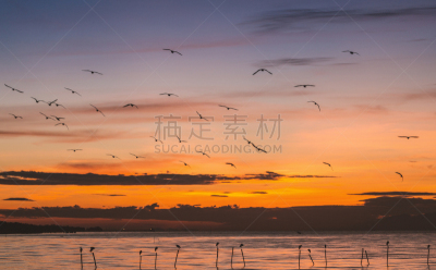 都市风光,早晨,水,天空,美,水平画幅,阿尔伯塔省,家禽,鸟类,半空中