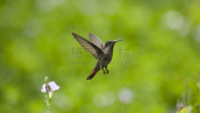 蜂鸟,紫铜色尾蜂鸟,多巴哥岛,活力,加勒比海地区,自然,野生动物,图像,野外动物,小的