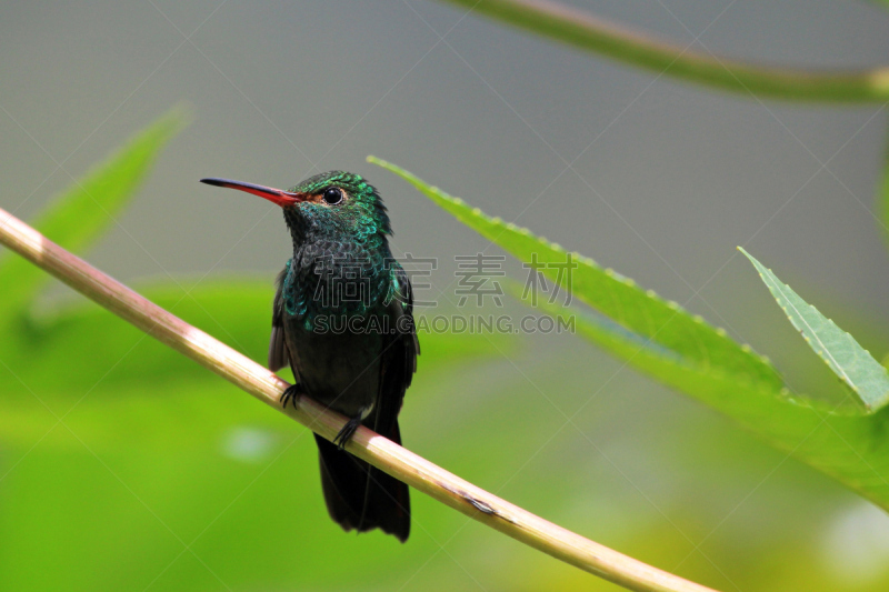 开叉尾翠绿色蜂鸟,尼加拉瓜,蜂鸟,枝,祖母绿,圣伯纳犬,blue chinned sapphire hummingbird,翠绿色蜂鸟,红褐色尾蜂鸟,红褐色蜂鸟