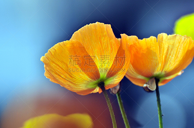 花朵,开花时间间隔,黄色,橙色,特写,花头,田地,地形,美,水平画幅