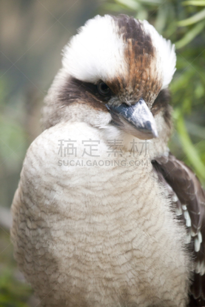 笑笑翠鸟,笑翠鸟,肉食植物,翠鸟,澳大利亚文明,垂直画幅,美,褐色,无人