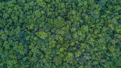 风景,纹理,航拍视角,森林,在上面,顶部,看风景,美,水平画幅,高视角