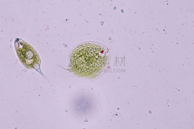 原生动物,单细胞生物,扁裸藻属,刺胞动物,显微镜,水,细胞核,水平画幅,微生物学,科学