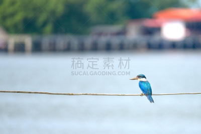 翎毛,蓝色,翠鸟,白色,泰国湾,绿黄色科鸣鸟,红树,研磨器,,挨着