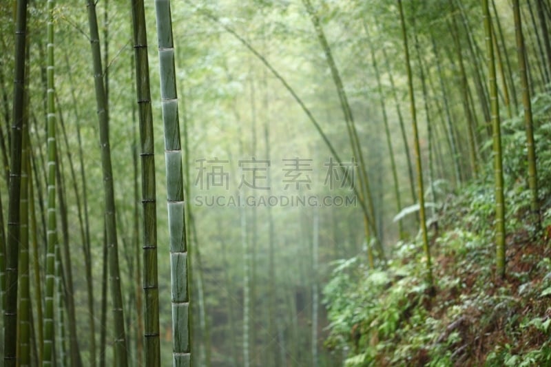 竹林,竹子叶,桂林,湿,春天,植物,户外,风景,图像,竹