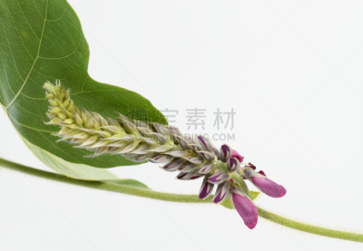野葛,仅一朵花,葛根,中医,留白,有蔓植物,芳香的,水平画幅,秋天,无人