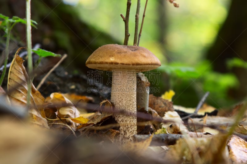 森林,美味牛肝菌,菌丝,植物叶柄,胡椒牛肝菌,porcini mushroom,褐色,水平画幅,素食,苔藓