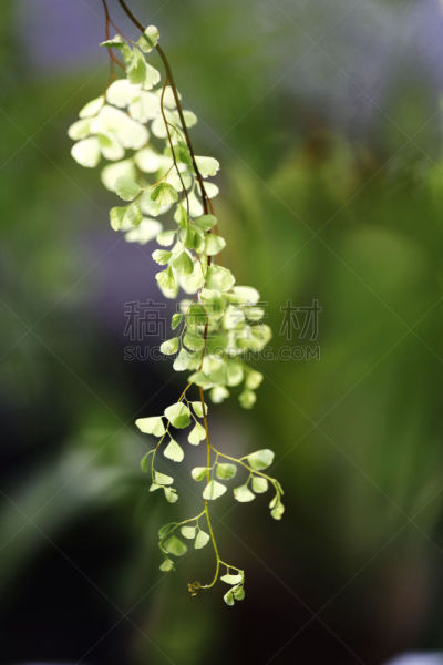 铁线蕨,自然,垂直画幅,留白,绿色,无人,掌叶铁线蕨,脆弱,植物,摄影