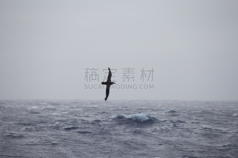 漂泊信天翁,自然,水,天空,水平画幅,鸟类,信天翁,白顶信天翁,灰头信天翁,户外