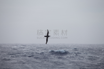 漂泊信天翁,自然,水,天空,水平画幅,鸟类,信天翁,白顶信天翁,灰头信天翁,户外