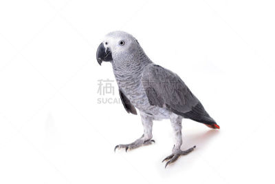 灰色,鹦鹉,加科,长尾鹦鹉,热带鸟,水平画幅,可爱的,家畜,鸟类,动物身体部位