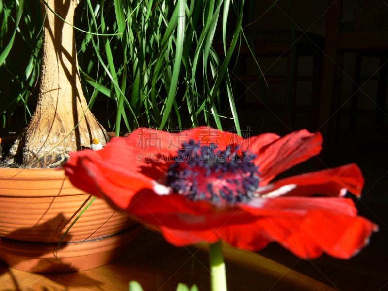 Zimmerpflanzen mit Mohnblüte