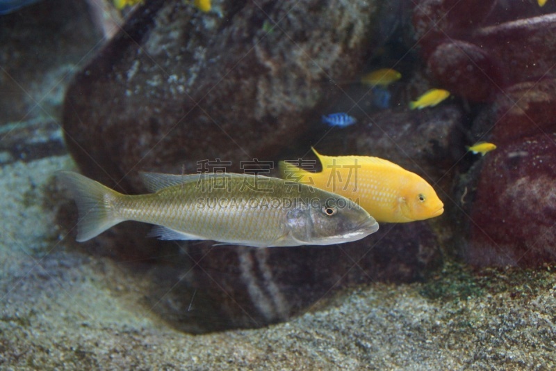 鱼类,非凡的,垂直画幅,水,美,水平画幅,沙子,无人,水下,pectoral fin