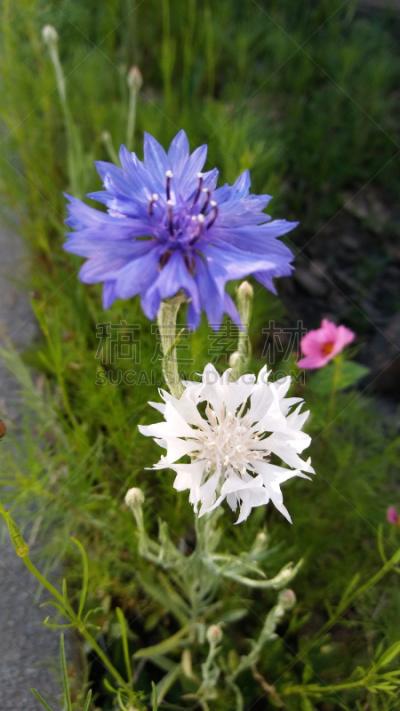 四季,垂直画幅,选择对焦,美,无人,夏天,户外,特写,季节,自然
