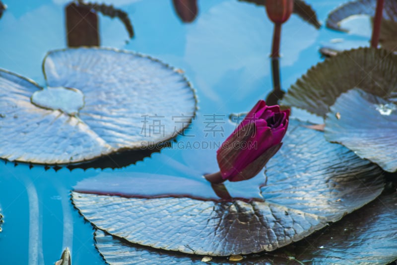 水,莲花坐式,印度,红色,蓝湖,正面视角,美,艺术,荷花,水平画幅