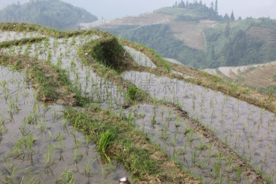 龙脊梯田,米,梯田,美,水平画幅,山,无人,户外,水稻梯田,阳朔