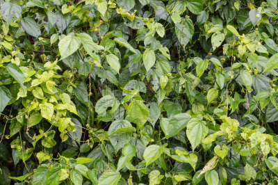 壁虎,tortuguero national park,石龙子,里蒙省,关岛,香蕉叶,变色龙,鬣蜥蜴,选择对焦,水平画幅