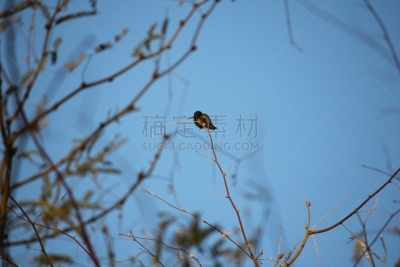 鸟类,菲尼克斯市,斯科茨戴尔,亚利桑那,天空,美,水平画幅,小猫头鹰,无人,图森市
