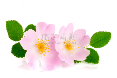 叶子,白色背景,蔷薇果,分离着色,美,水平画幅,洛森克兰兹塔,特写,工作室,白色