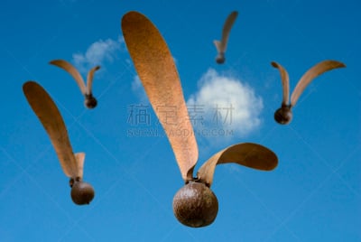 自然,天空,概念,褐色,水平画幅,蓝色,尤脑香科树,背景,飞,摄影