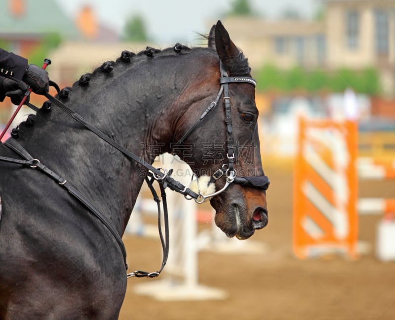 运动,马,训马技术,trakehner horse,马嚼子,动物挽具,马勒,体育场,运动竞赛,水平画幅