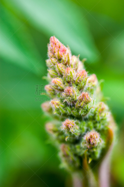 花蕾,春天,草坪,一个物体,头,园林,植物,户外,草地,开花植物