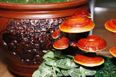 灵芝,传统,中医,菌丝,健康保健,部分,药,营养品,食品,环境保护