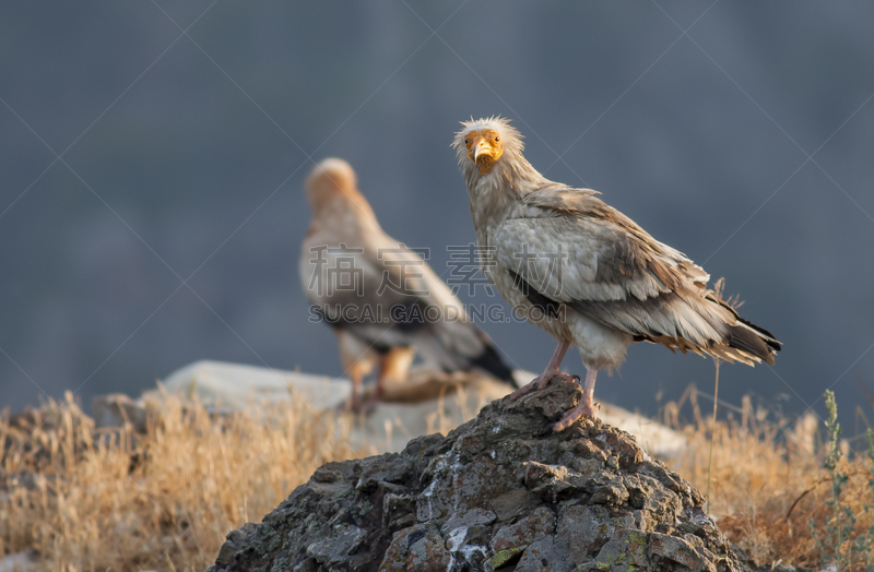 egyptian vulture,食肉鸟,水平画幅,鸟类,秃鹰,巨大的,埃及,动物身体部位,中东,鹰