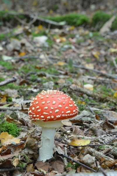 毒蝇菇,伞形毒菌,毒蘑菇,自然,垂直画幅,秋天,无人,有毒生物体,斑点,户外