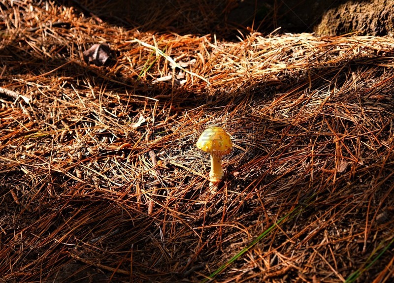 黄色,瓦胡岛,蘑菇,山,山脉,瓦安娜海岸,野生植物,自然,夏威夷,太平洋岛屿