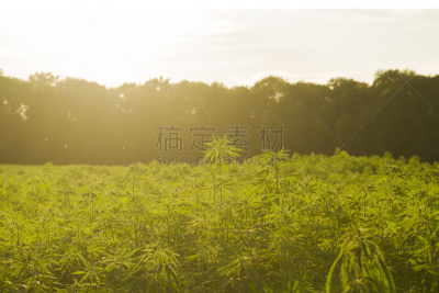 种植园,黑市,耙,蒙得维的亚,乌拉圭,农场,比利时,田地,栽培植物,荷兰